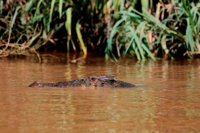 Head of missing man found after crocodile attack in Sarawak river
