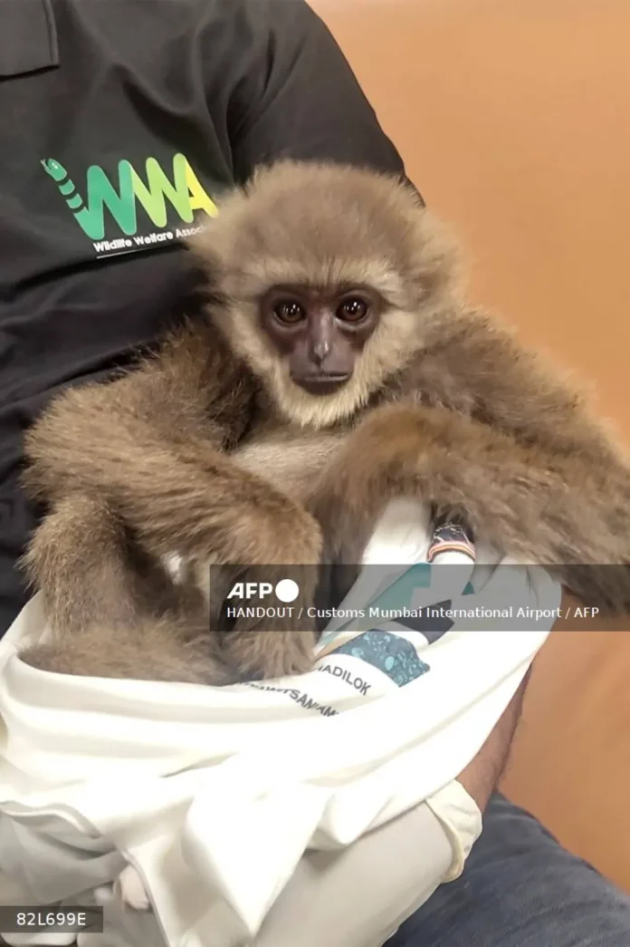 India seizes endangered primates found in checked bag India seizes endangered primates found in checked bag