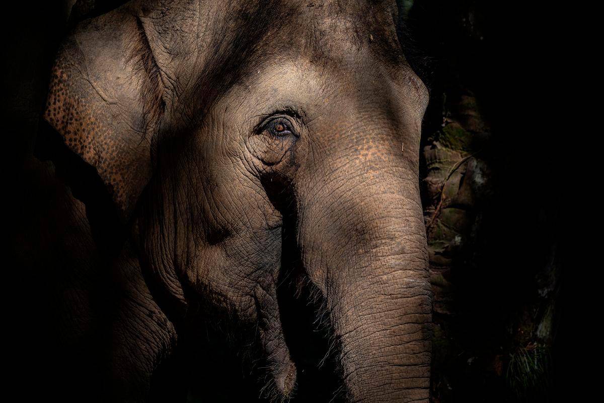 Johor strengthens measures to curb rising human-elephant conflicts Johor strengthens measures to curb rising human-elephant conflicts