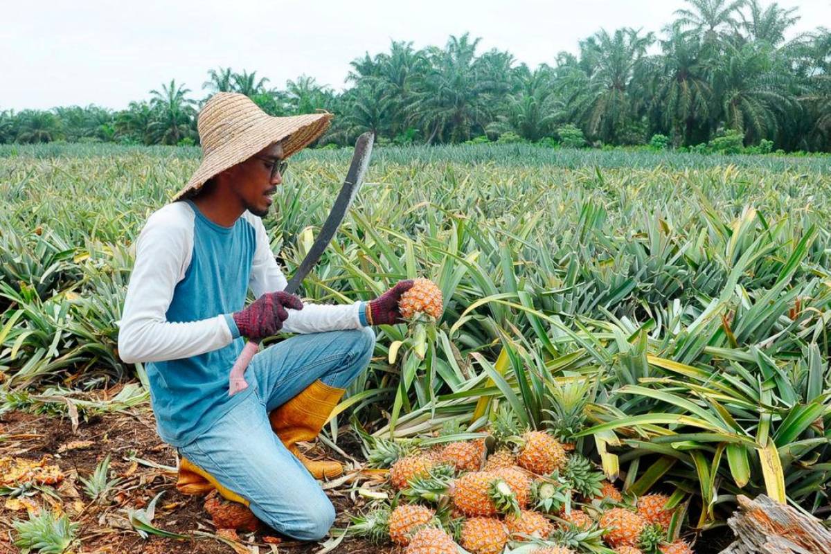 LPNM tingkatkan nilai tambah produk sisa nanas melalui anyaman daun