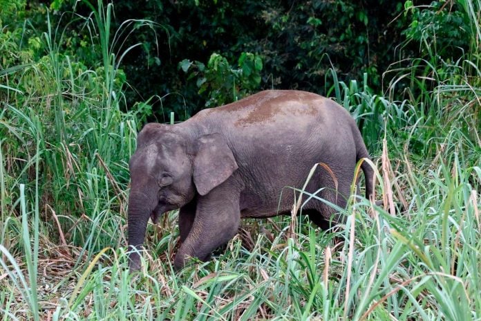 Lelaki warga Nepal parah diserang gajah liar di Gua Musang