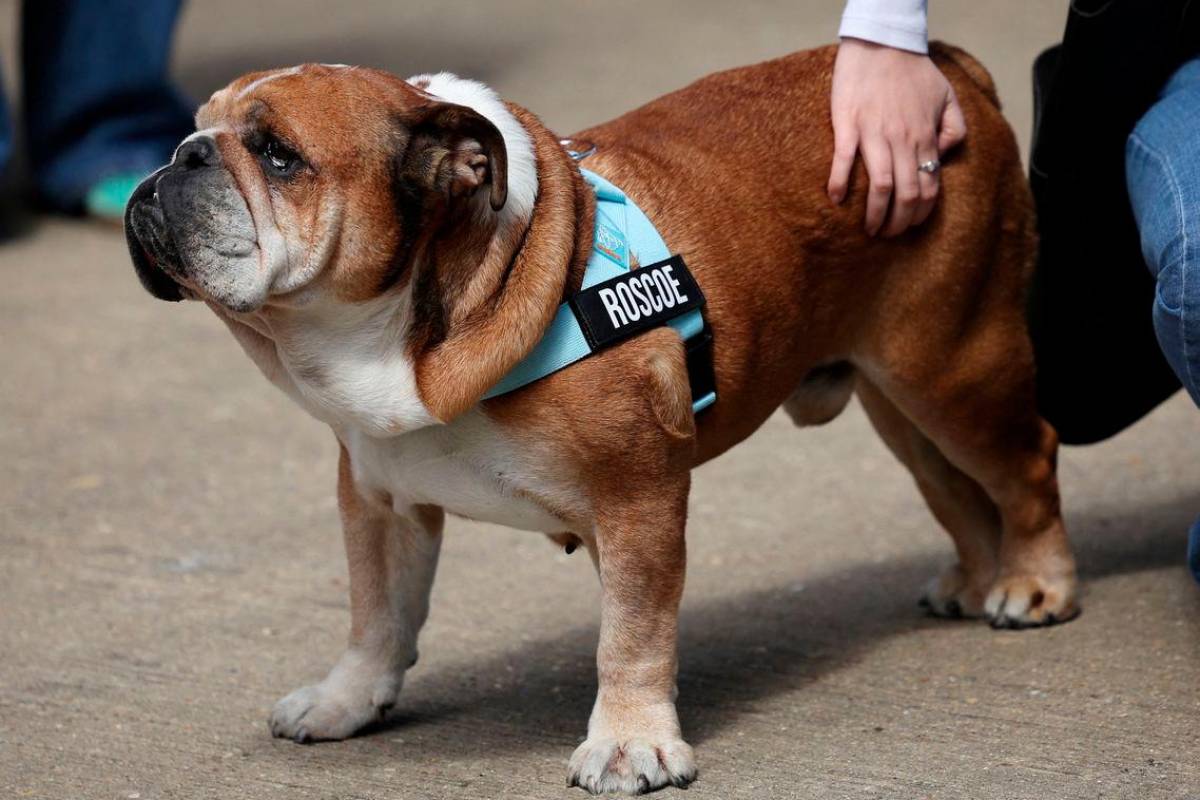 Lewis Hamilton skips F1 tyre test to be with dog in coma Lewis Hamilton skips F1 tyre test to be with dog in coma