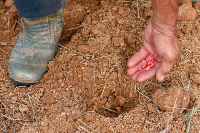 MARDI develops maize seed varieties for Malaysia’s climate conditions