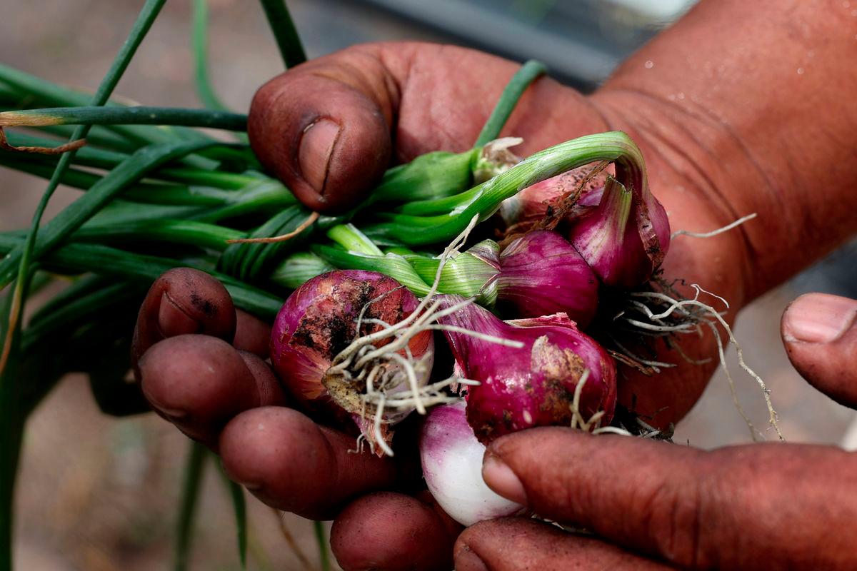 MARDI sasar kurangkan import bawang merah 30% menjelang 2030 MARDI sasar kurangkan import bawang merah 30% menjelang 2030