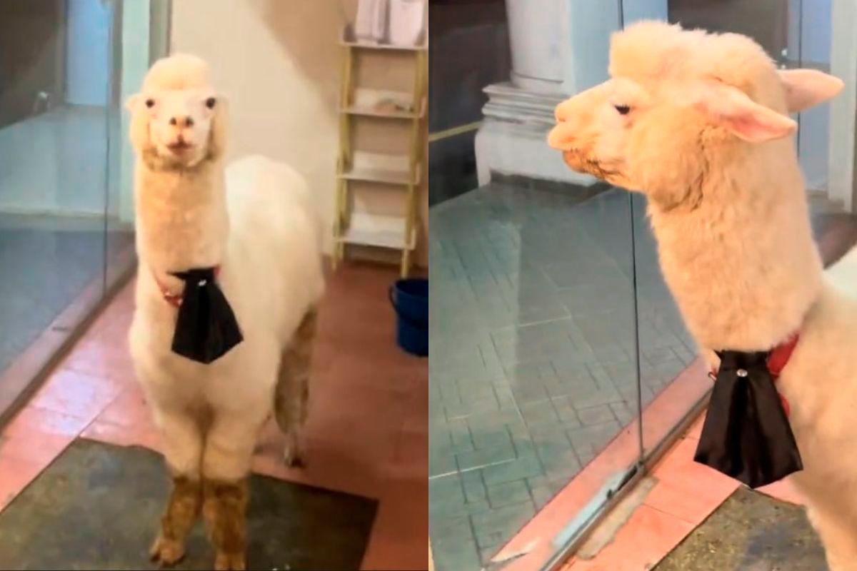 Melaka café under fire for poor treatment of alpaca, animals Melaka café under fire for poor treatment of alpaca, animals