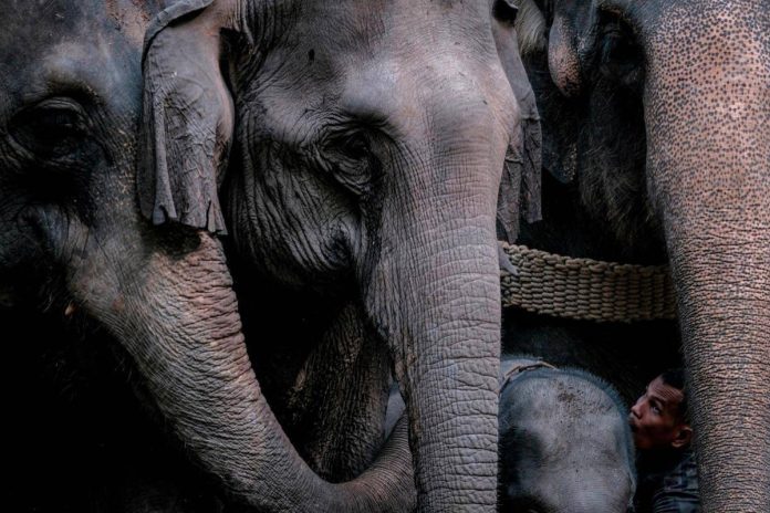 Nepalese worker seriously injured in wild elephant attack in Gua Musang