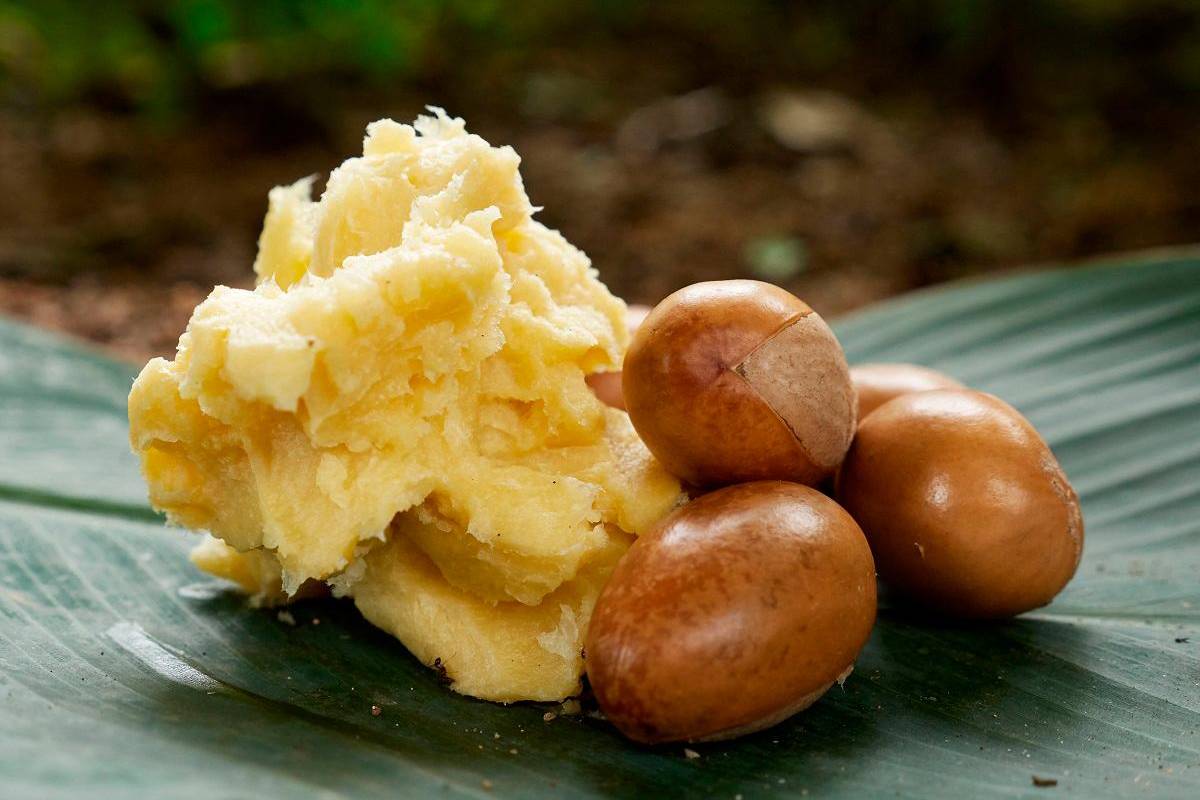 Nigeria shea nut export ban disrupts producers despite growth goals