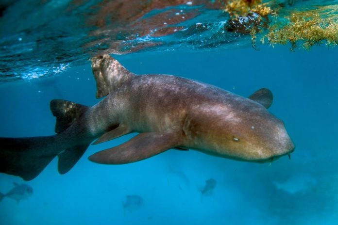 Nurse shark and other species spotted in Labuan waters boost eco-tourism Nurse shark and other species spotted in Labuan waters boost eco-tourism