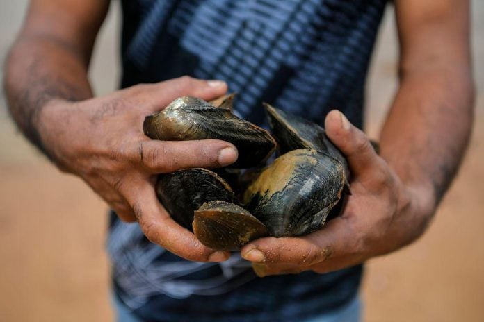 PD shellfish now safe to eat, operators can resume harvesting - JPNS