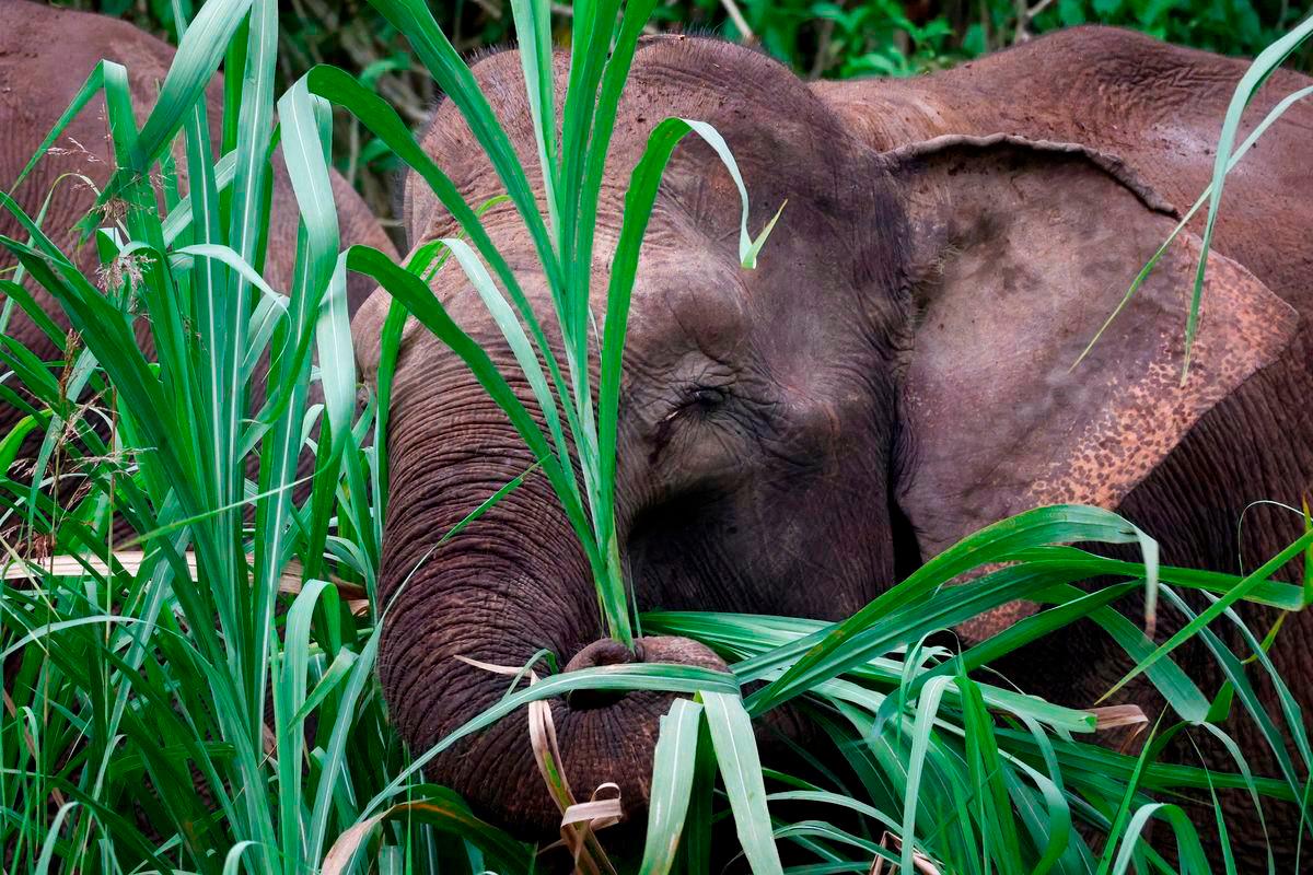 PERHILITAN captures young elephant near Jerantut health clinic PERHILITAN captures young elephant near Jerantut health clinic