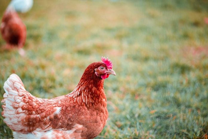 Poland reports bird flu outbreak on northern poultry farms