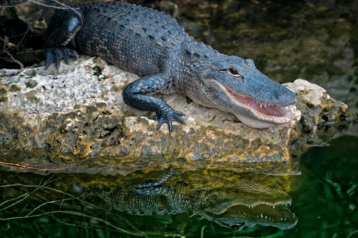 Public warned to avoid river area in Melaka after nine-foot crocodile sighting