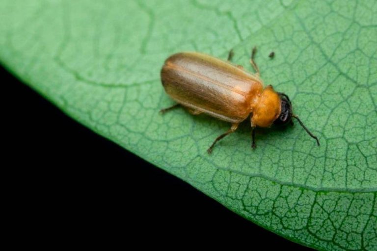 Rare species not seen over 100 years rediscovered in Bukit Kiara 