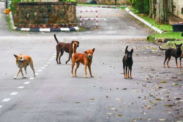 SAFM calls for firm action following dog cruelty case in Ipoh