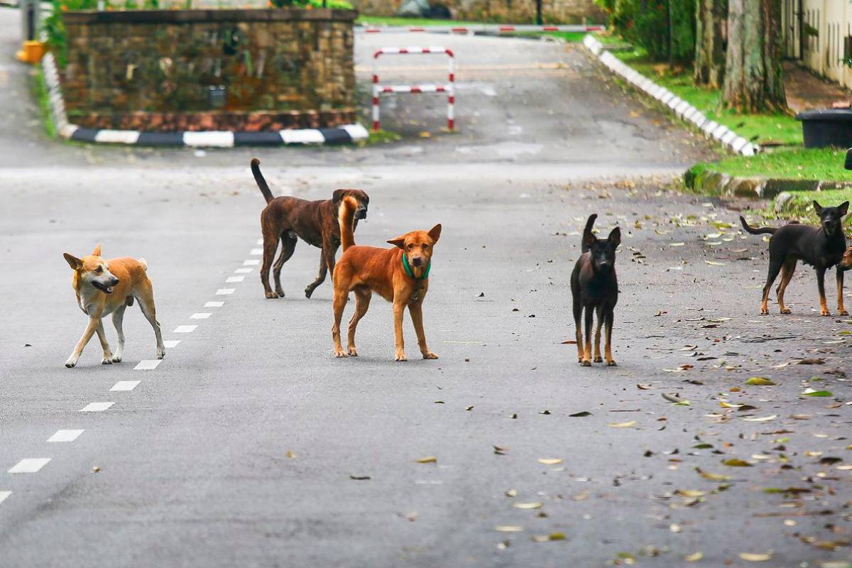 SAFM calls for firm action following dog cruelty case in Ipoh