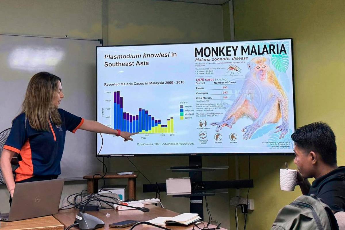 Scientists warn of growing monkey malaria threat in Sabah Scientists warn of growing monkey malaria threat in Sabah