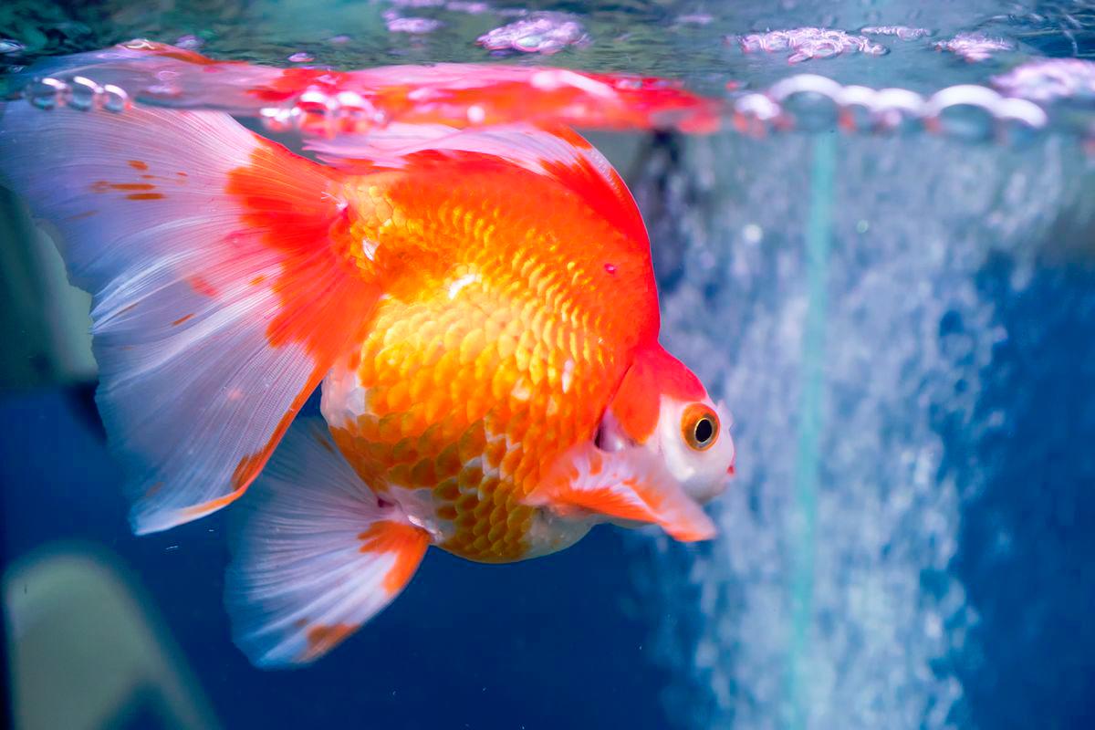 Sri Lanka bans predatory pet fish to protect native ecosystems Sri Lanka bans predatory pet fish to protect native ecosystems