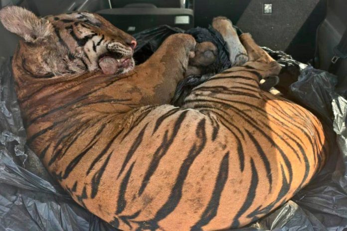 Three arrested after tiger carcass found in car in Felda Tenggaroh