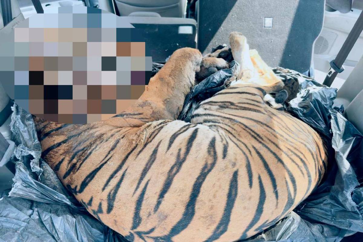 Three men arrested in Johor over illegal possession of tiger carcass Three men arrested in Johor over illegal possession of tiger carcass