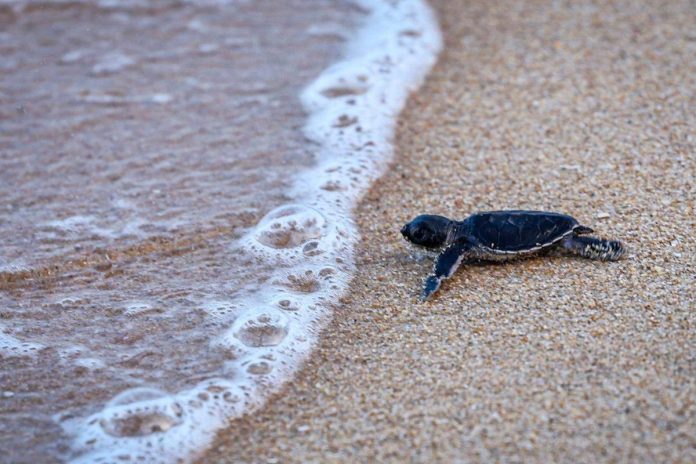 Tourists from China identified for harassing turtles at Pulau Redang