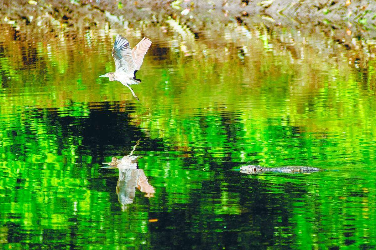 Turning green into gold Turning green into gold