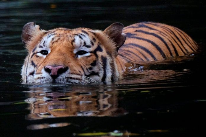 WWF-Malaysia calls Malayan tiger killing a national shame, demands justice