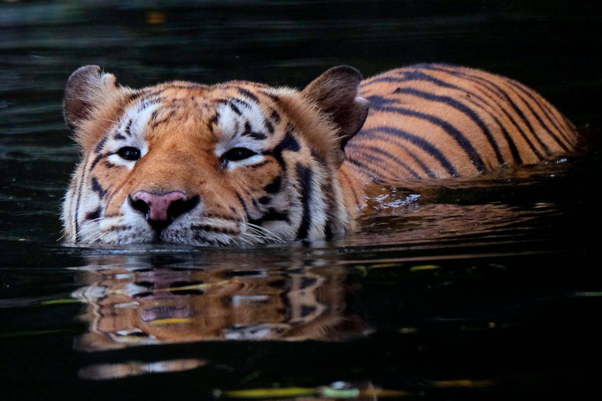 WWF-Malaysia calls Malayan tiger killing a national shame, demands justice WWF-Malaysia calls Malayan tiger killing a national shame, demands justice