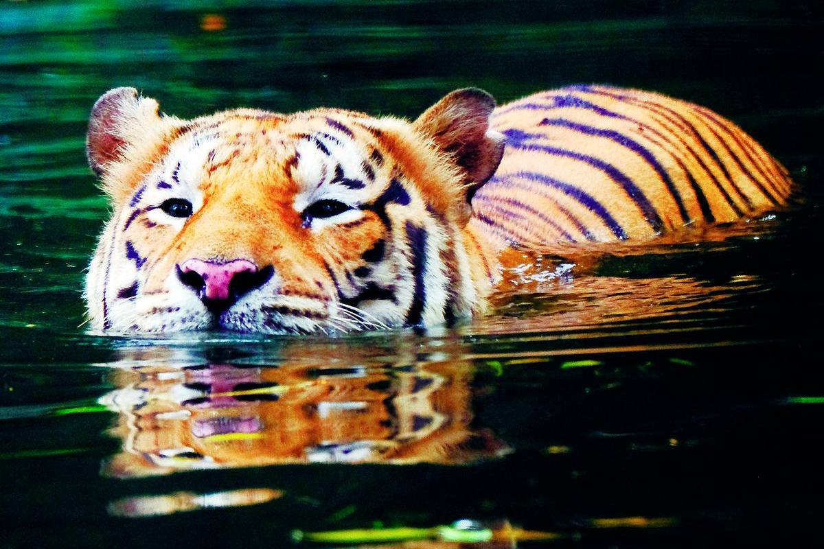 WWF-Malaysia demands full force of the law over slain tiger WWF-Malaysia demands full force of the law over slain tiger