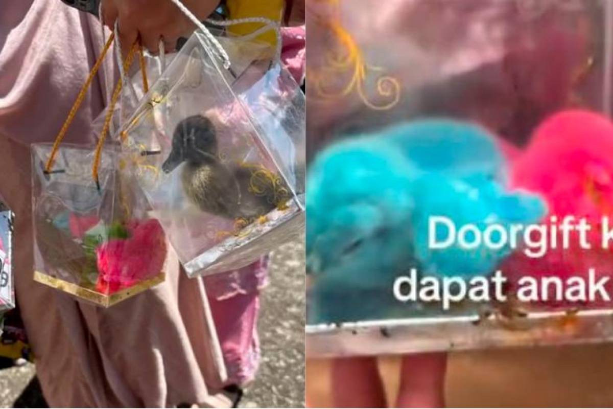 Wedding sparks outrage using live dyed chicks as door gifts Wedding sparks outrage using live dyed chicks as door gifts