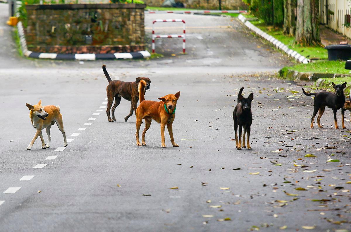 MBI nafi dakwaan tanam anjing liar hidup-hidup di Ipoh MBI nafi dakwaan tanam anjing liar hidup-hidup di Ipoh