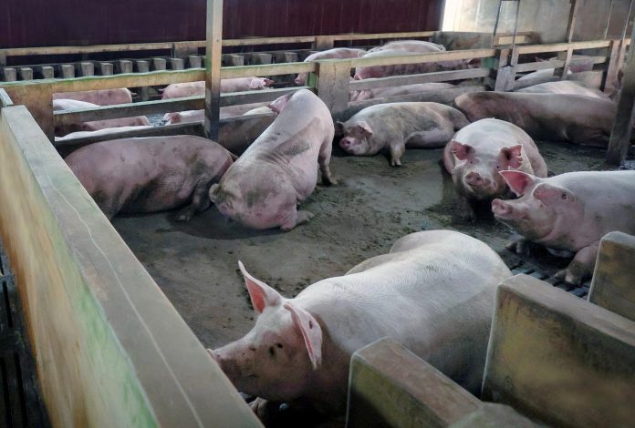 African swine fever hits Penang pig farms, 50 deaths confirmed