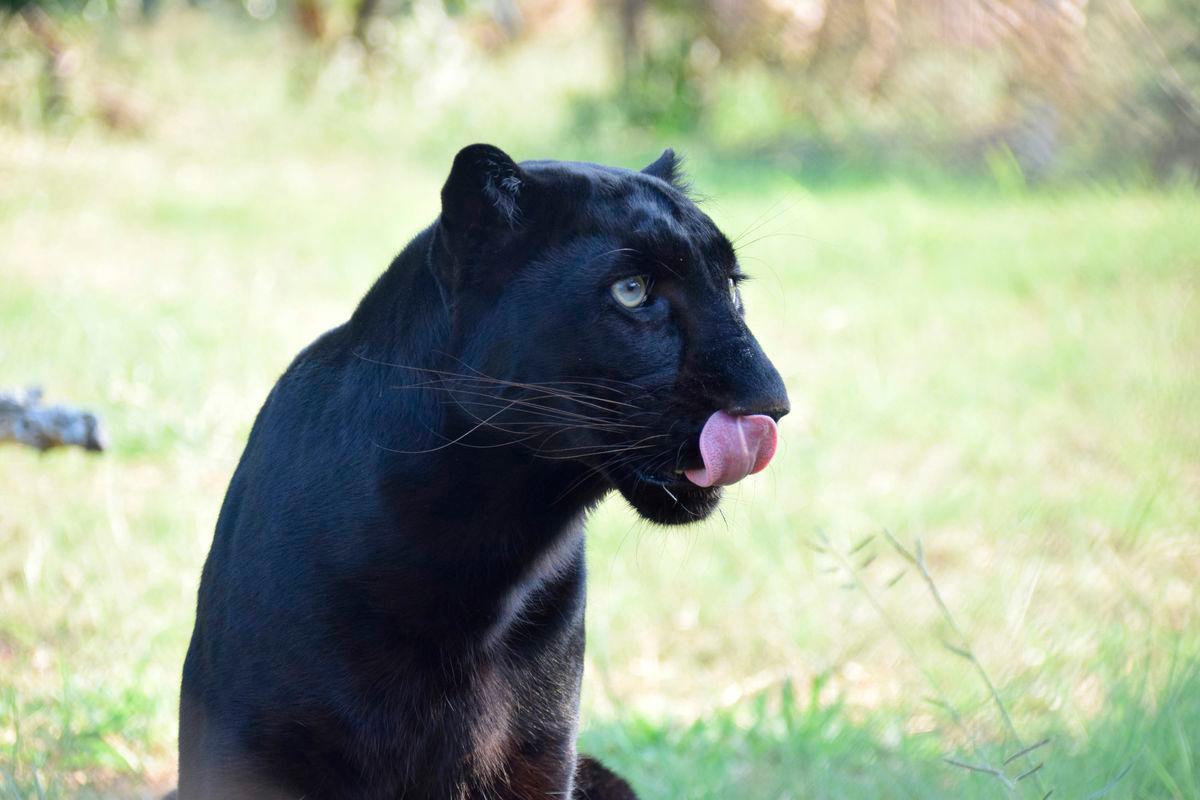 Black panther spotted in Hulu Dungun village, Perhilitan monitoring
