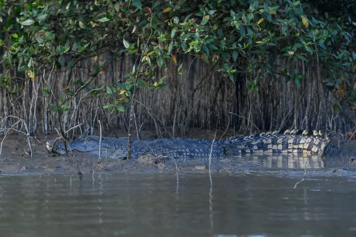 Indonesian plantation worker killed in crocodile attack in Niah