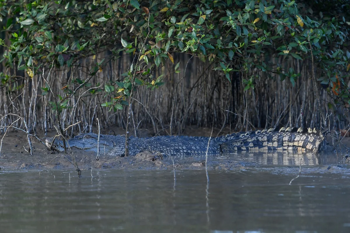 Indonesian plantation worker killed in crocodile attack in Niah