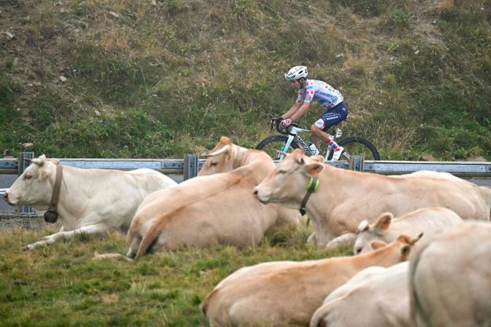 Tour de France stage modified over infected cattle