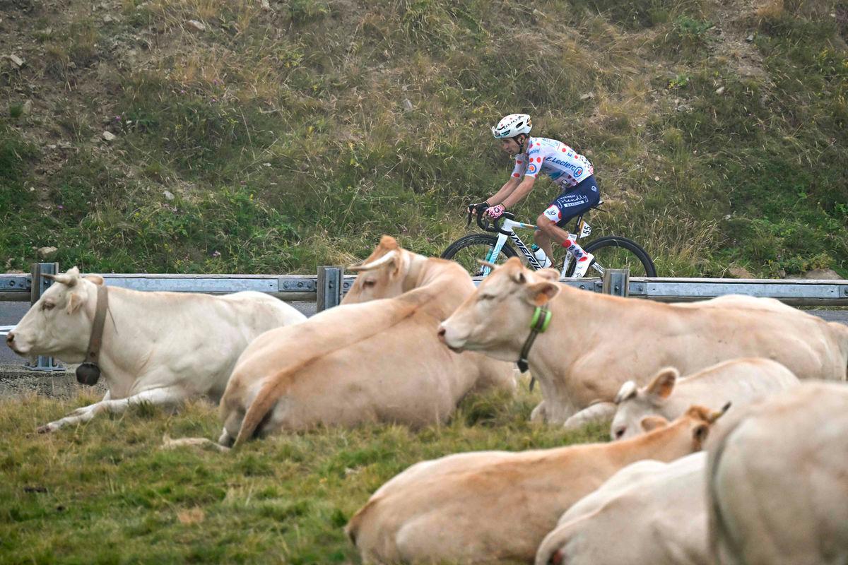 Tour de France stage modified over infected cattle Tour de France stage modified over infected cattle