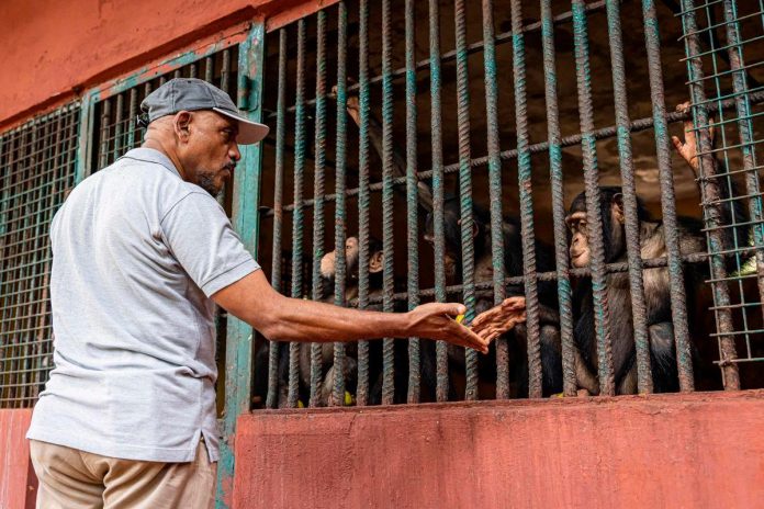 One man’s 30 years of toil to save orphaned chimps