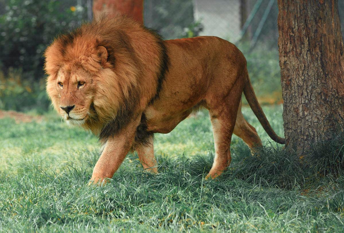 Escaped lion shot dead in Turkey after attacking worker Escaped lion shot dead in Turkey after attacking worker