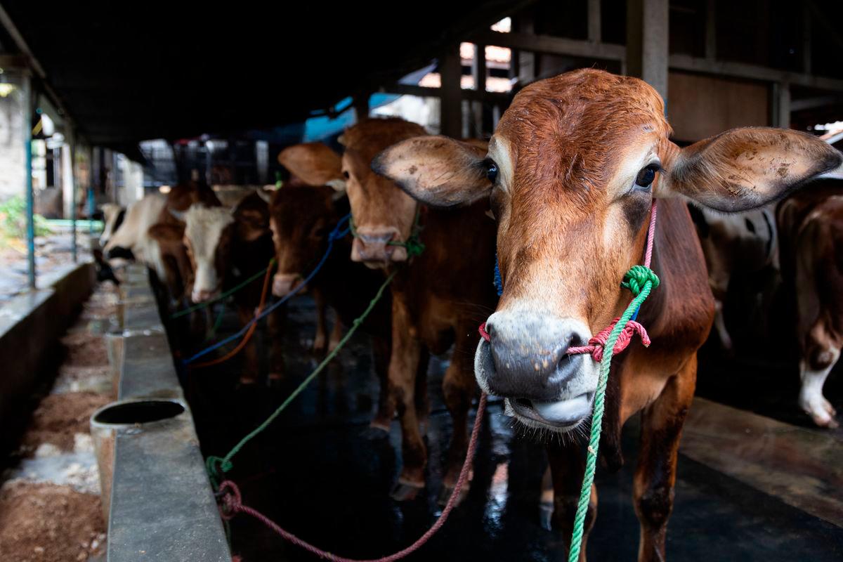 Kelantan police probe cattle as drug mules at Thai border