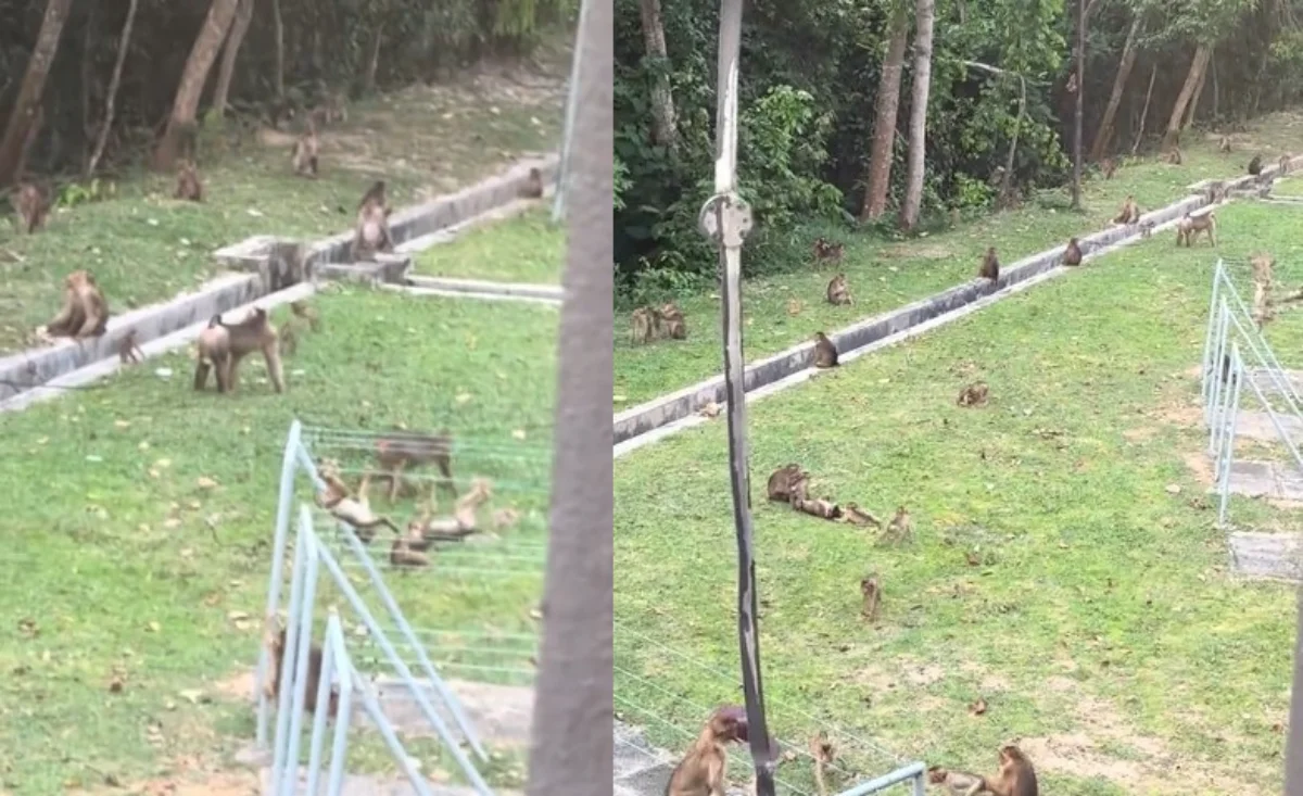 Monkeys raiding UKM college dormitory laundry lines