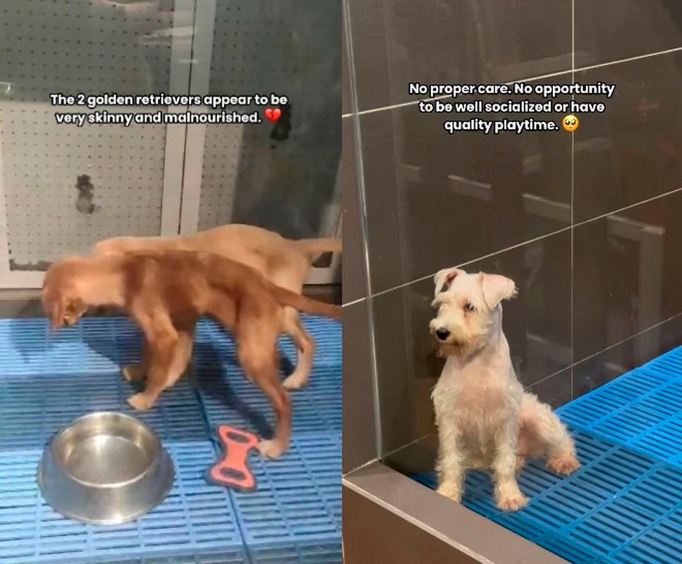 Viral video exposes malnourished puppies at KL pet store Viral video exposes malnourished puppies at KL pet store
