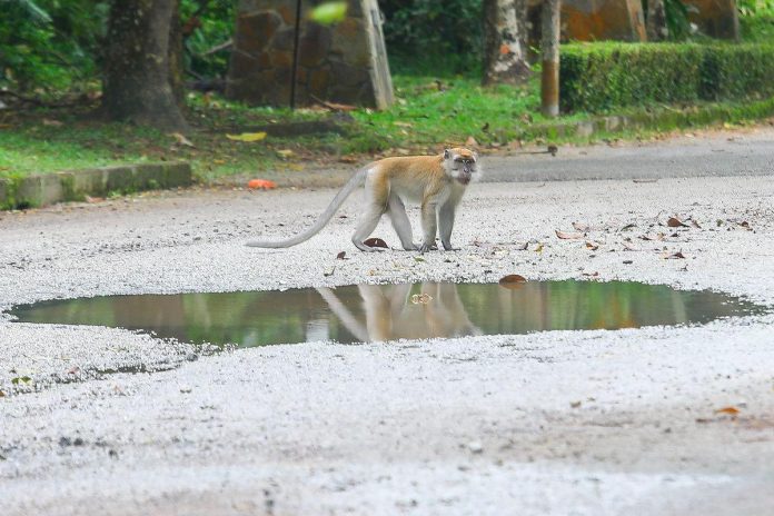 Urban safety concerns rise as stray dogs and monkeys roam freely in Selangor