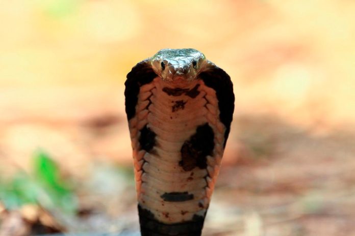 1-year-old bites cobra to death in Bihar, survives snake attack