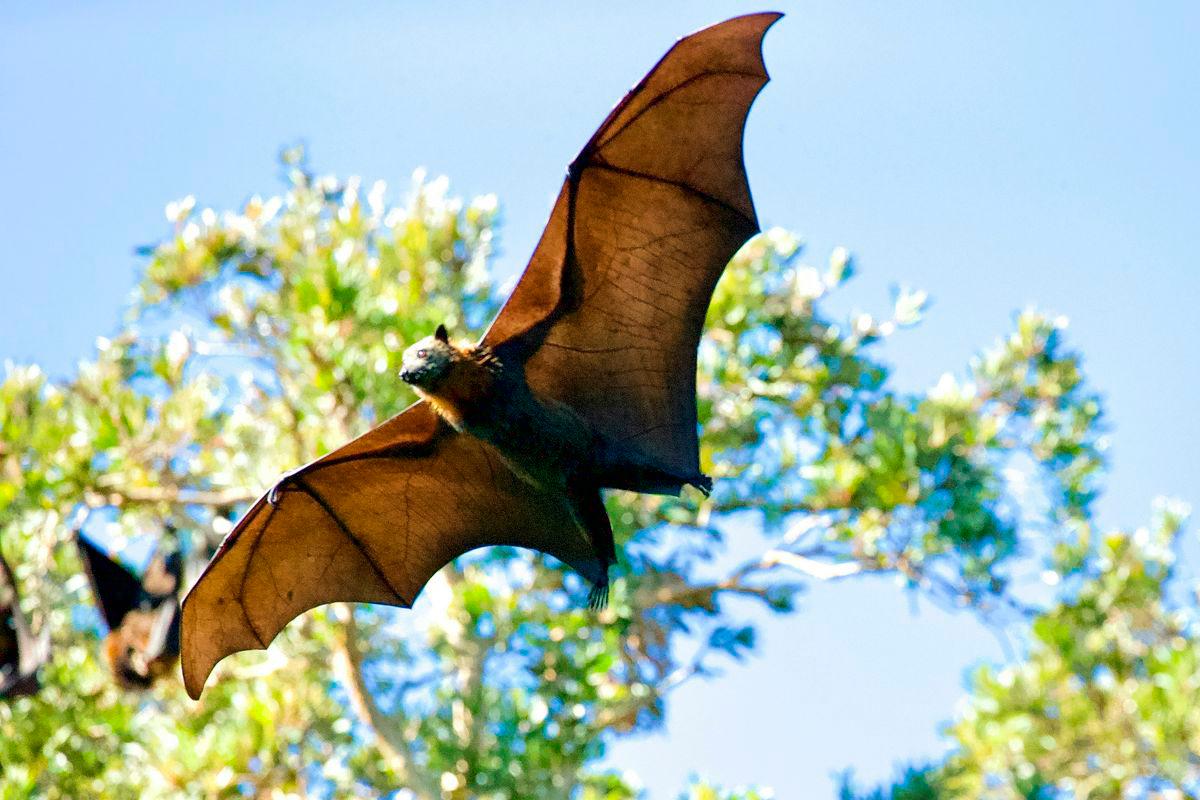 Australian man dies from bat bite Australian man dies from bat bite
