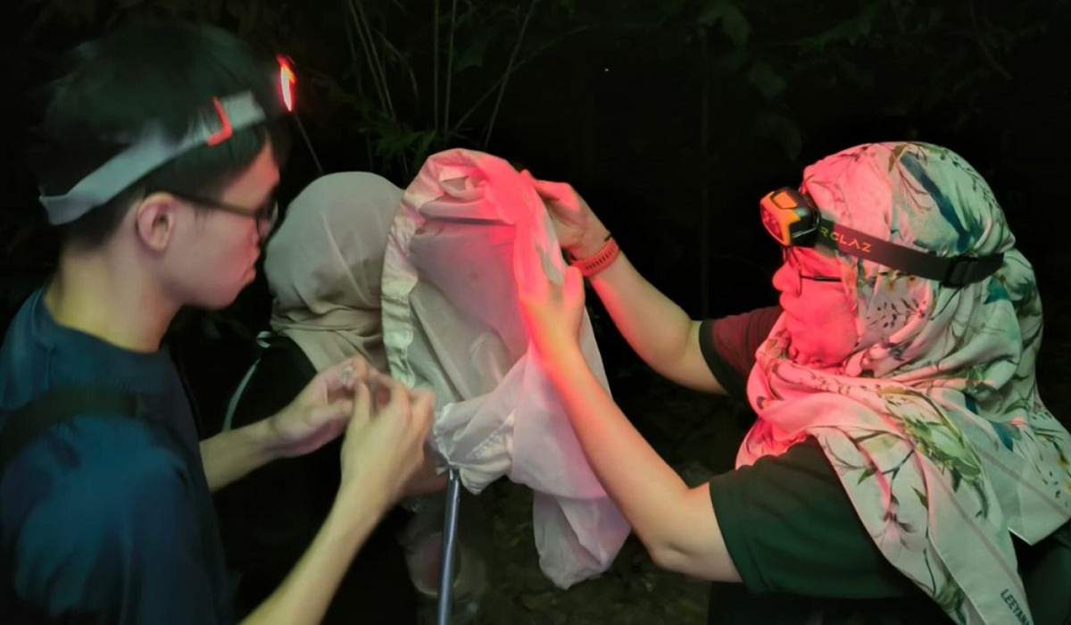 Rare firefly species not seen over 100 years rediscovered in bukit kiara Rare firefly species not seen over 100 years rediscovered in bukit kiara