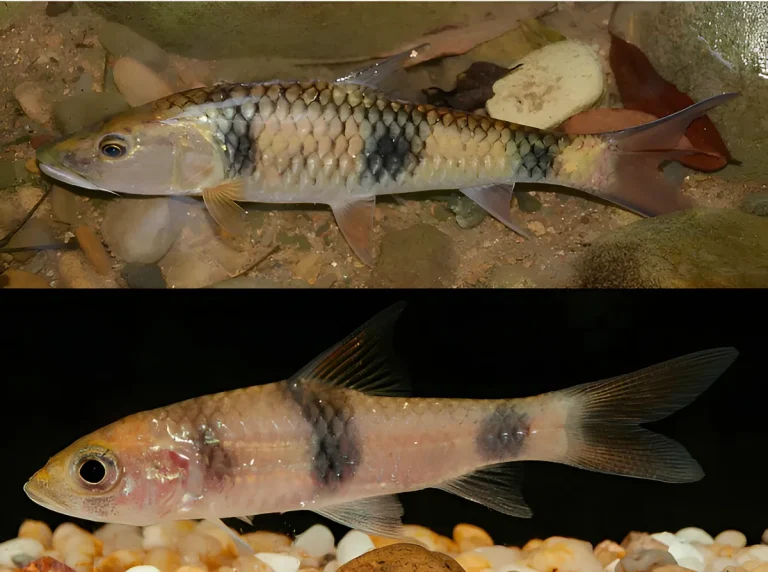 Sarawak Rivers - Hampala Lupar