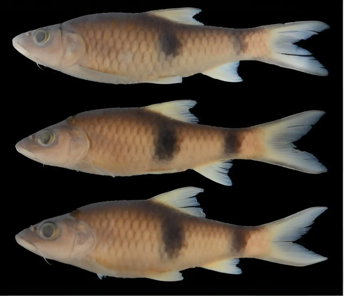 Sarawak rivers reveal undiscovered species Sarawak rivers reveal undiscovered species