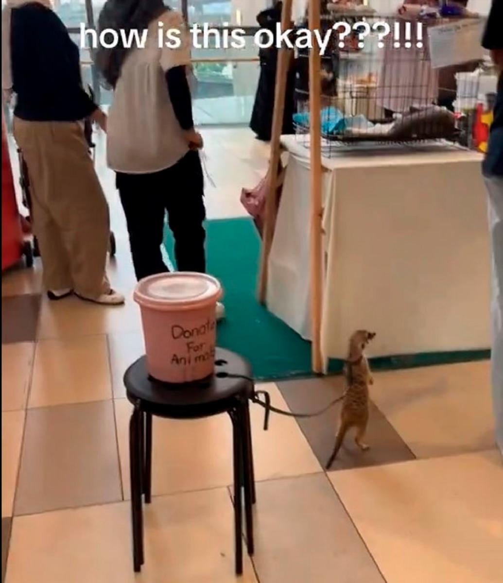 Meerkat on leash at KL shopping centre sparks animal cruelty row