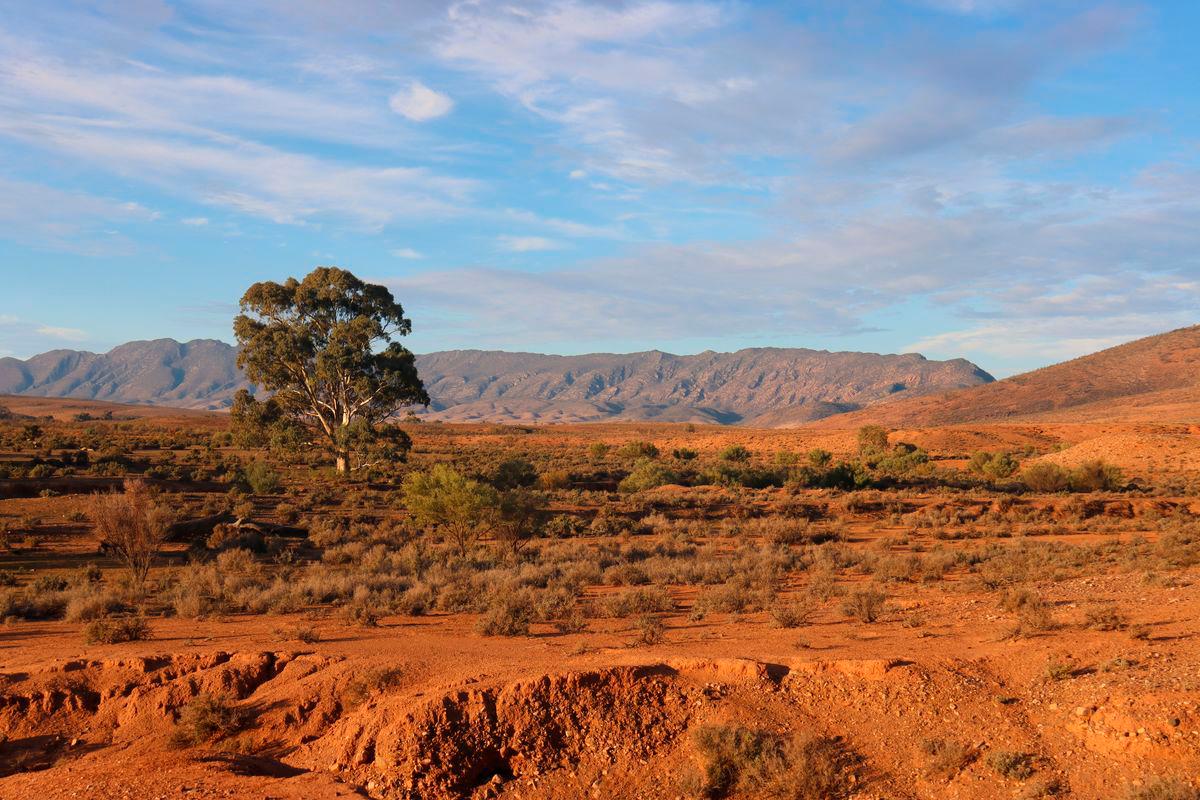 German backpacker survives 11 nights in Australian bush after crash German backpacker survives 11 nights in Australian bush after crash