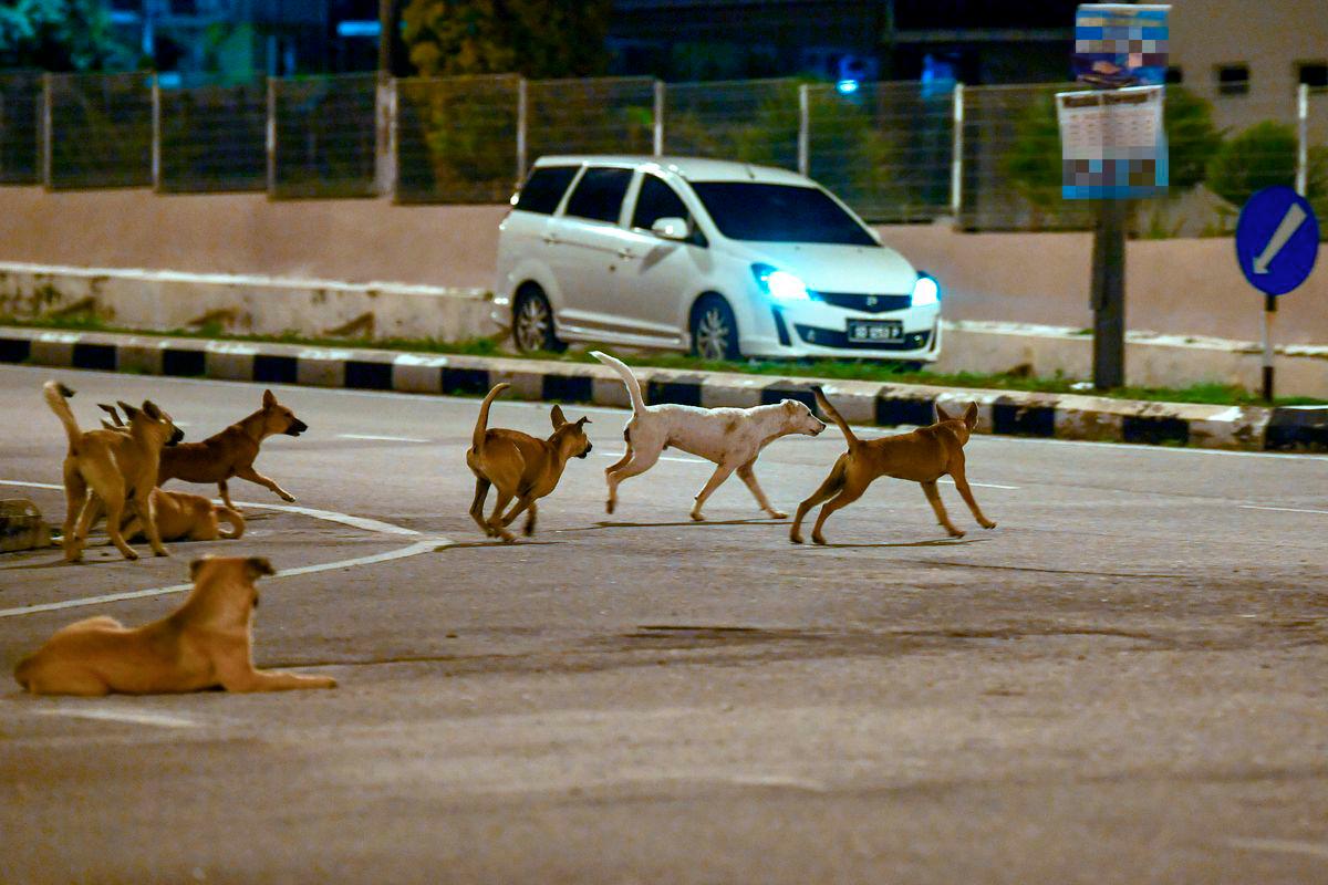 Perak considers legal action over misleading stray dog claims Perak considers legal action over misleading stray dog claims